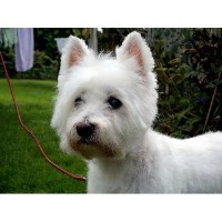 Mitcheldean Mutts Mitcheldean Gloucestershire Logo 