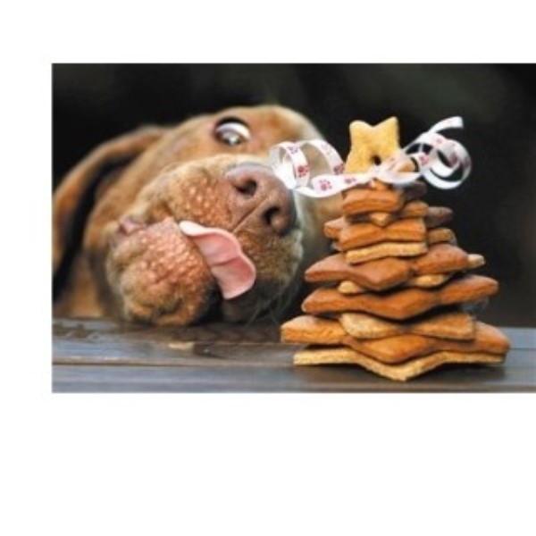 Emmas canine training