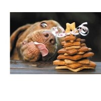 Emmas canine training St Helens Merseyside Logo 