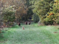 Surrey Walkies Worcester Park Surrey Logo 