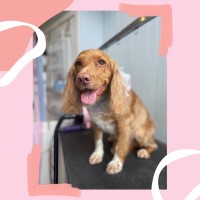 Le Bon Chien Grooming Kilbarchan Renfrewshire Logo 