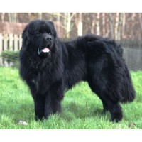 Ayrshire Academy of Canine Beauticians Maybole South Ayrshire Logo 