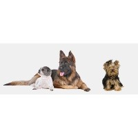 Clip 'n' Chip Wimborne Dorset Logo 