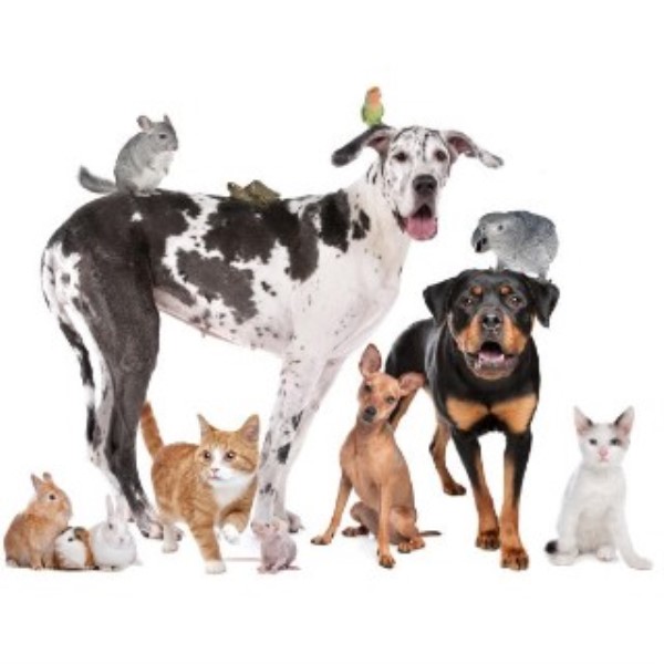 Safe Hands Pet Services