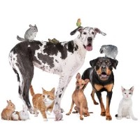 Safe Hands Pet Services Burton Salmon North Yorkshire Logo 