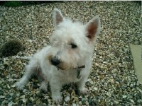 Good Dog Stay Warrington Cheshire Logo 