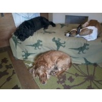 HDC Behaviour Forest Row East Sussex Logo 