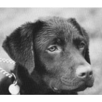 Pet Portrait Photography Crewkerne Somerset Logo 