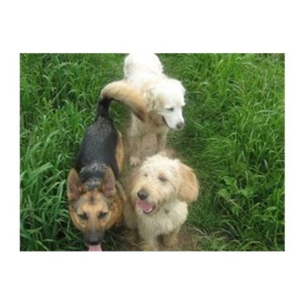 Pets At Home Dog Grooming Taunton Pets At Home Dog Grooming Taunton