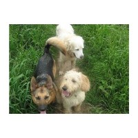 He@l. Pet Sitting/ Animal Reiki Taunton Somerset Logo 