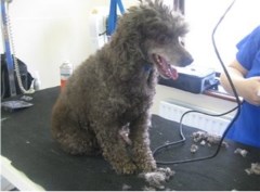 Makeover Rover Crawley West Sussex Logo 