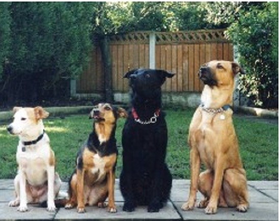 Dogs Welcome K9 Training