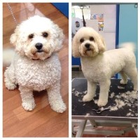 Perfect Paws Wilesborough Kent Logo 