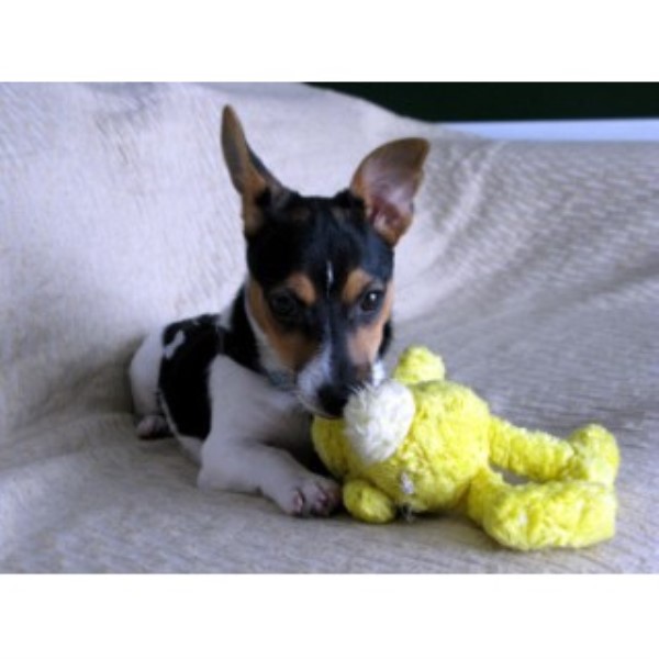 Paws'N'Unwind - Dog Home Boarding / Sitting