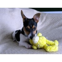 Paws'N'Unwind - Dog Home Boarding / Sitting London Greater London Logo 