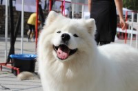 Handling with style ferndale Rhondda Cynon Taf Logo 