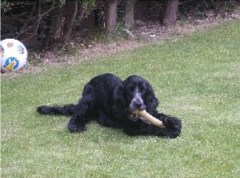  Chesterfield Derbyshire Logo 