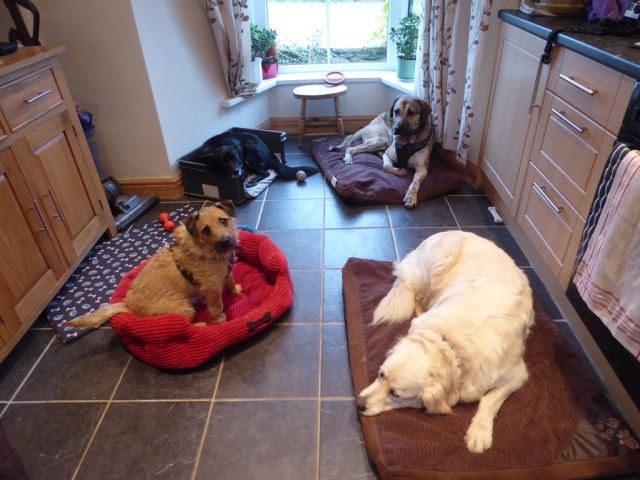 puppy at home dogs at home breage helston cornwall tr13 9px puppy at home dogs at home breage helston cornwall tr13 9px
