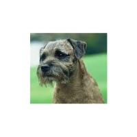 Town and Country Mobile Dog Grooming Service Hexham Northumberland Logo 