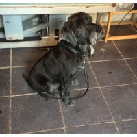 Jackson Dog Groomers Redruth Cornwall Logo 