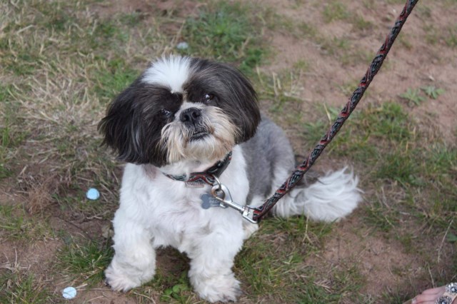 Rachel's Pet Care Services