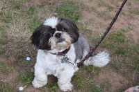 Rachel's Pet Care Services Sidmouth Devon Logo 