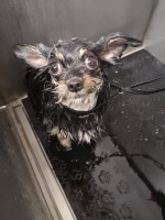 Grooming Gosh Kingsbridge Devon Logo 