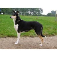 Moor Walkies Stoke On Trent Staffordshire Logo 