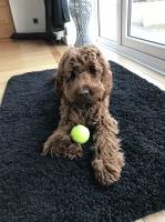 Wags’n’walkies Oswaldtwistle, Accrington Lancashire Logo 