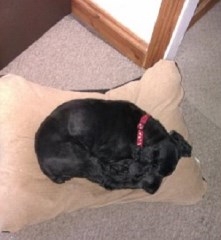 Angels Pet Service Canvey Island Essex Logo 