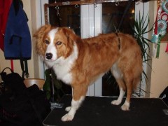 Waggy Tails Groomers Cardiff Cardiff Logo 