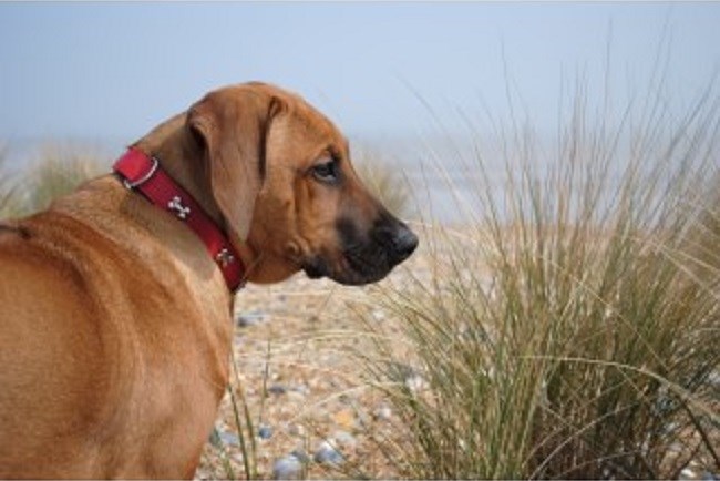 Very Important Pup Dy Care