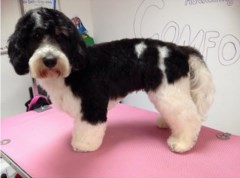 Creature Comforts Grooming Acadamy Haverhill Suffolk Logo 