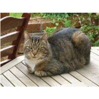 Caring 4 Pets Stafford Staffordshire Logo 