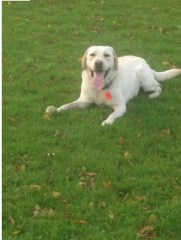 Happy Trail dog walks Woodsetton West Midlands Logo 