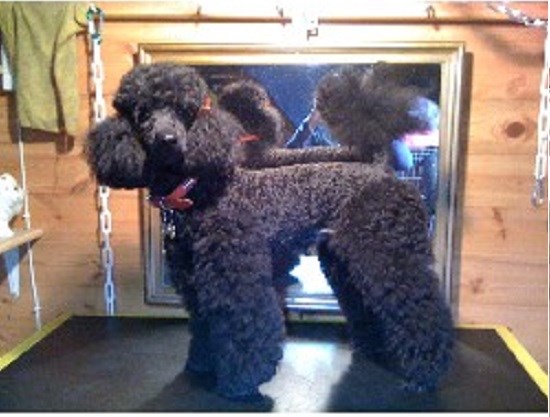 Scragg's Dog Grooming