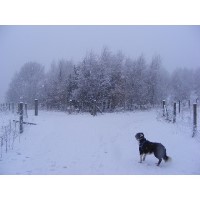 Paws To The Door dog walking service Bingley West Yorkshire Logo 