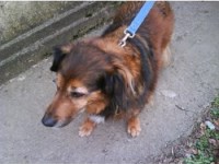 Heathers Animal Care Service Bridgend Bridgend Logo 