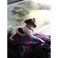 Nicola's Dog Walking Service Alfreton Derbyshire Logo 