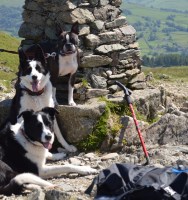 Millom Mutz home dog boarding Millom Cumbria Logo 