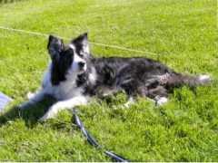 Canine Comforts Tyldesley Tyldesley Lancashire Logo 