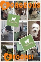 SimplyDogz South Chard Somerset Logo 