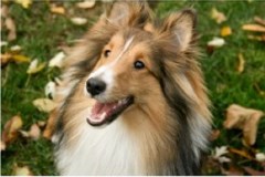 Surrey Pet Angels Tolworth, Surbiton Greater London Logo 