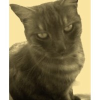 Henry's Dog Walking and Pet Sitting Services Weston-Super-Mare Somerset Logo 