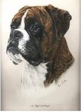 Mr Wigglys Dog Grooming Service