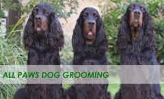 All Paws Grooming Latchingdon Essex Logo 