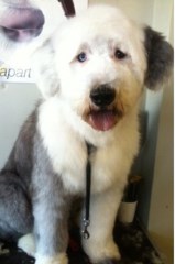 Shampoodles Hasland, Chesterfield Derbyshire Logo 