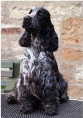 Glencairn Canine Care Kilmarnock East Ayrshire Logo 