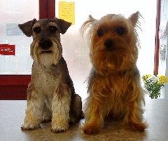 Doggy Style Grooming Salon Golborne Cheshire Logo 