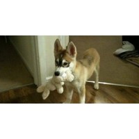 Hounds About Us Hullbridge Essex Logo 